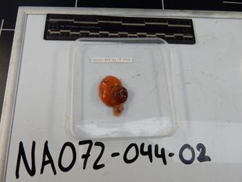 Media type: image;   Invertebrate Zoology 139216